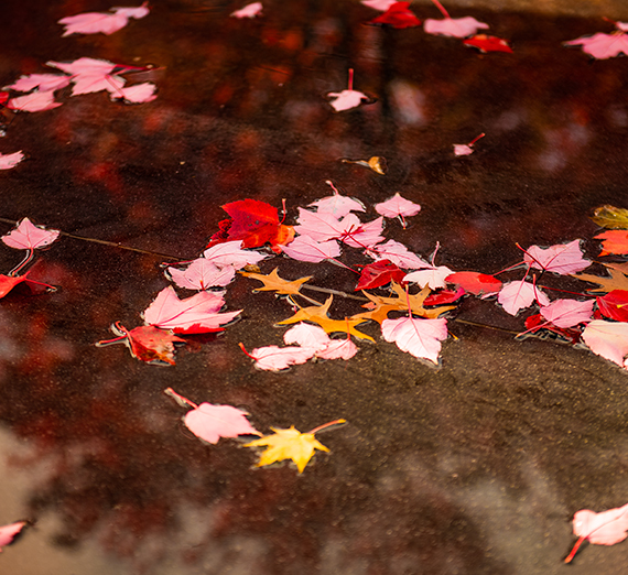 fall leaves on water