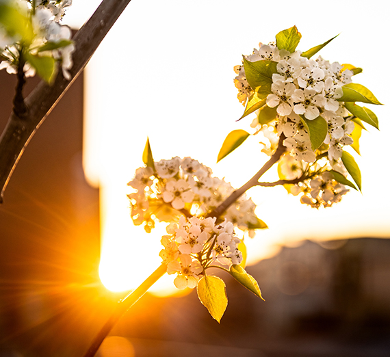 spring flowers against sunset