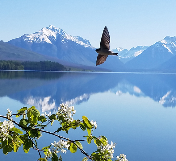 bird flying over lake with mountains reflected 