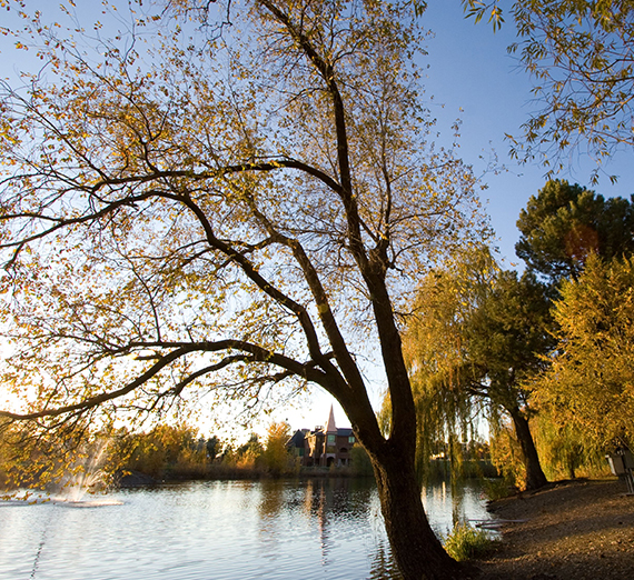 A view of Lake Arthur and a willow tree in the fall. 