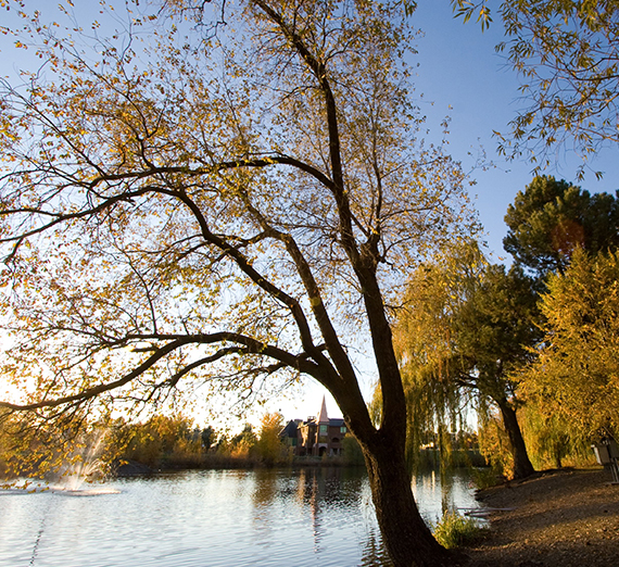 A view of Lake Arthur and a willow tree in the fall.  