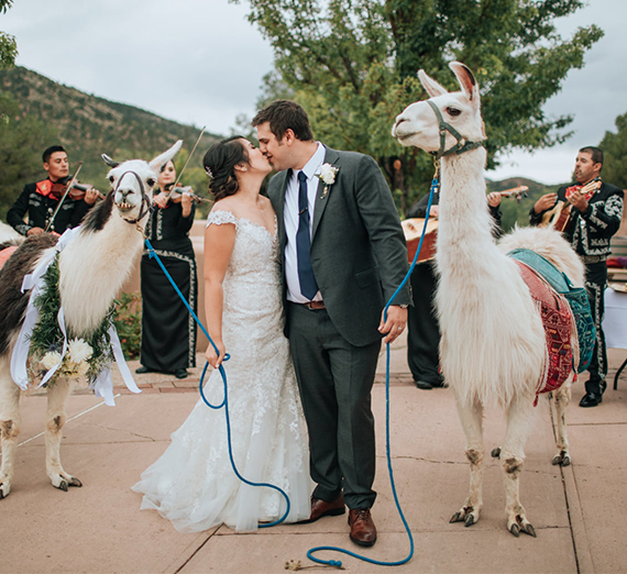 wedding couple with llamas