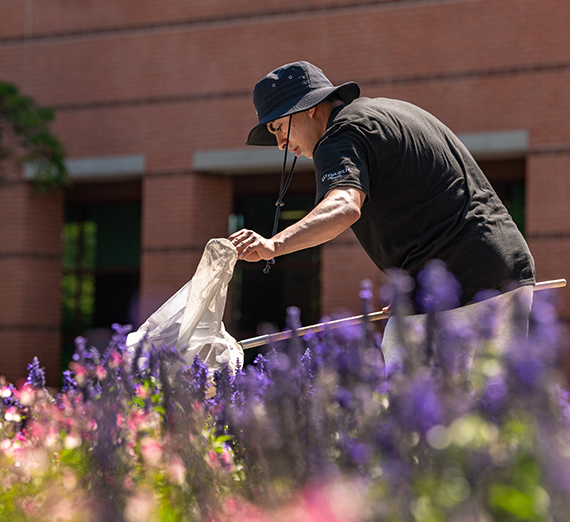 student looks at flowers for bees