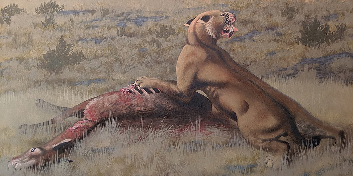 An artist’s depiction of Machairodus lahayishupup eating Hemiauchenia, a camel relative. The image is part of a mural of the Rattlesnake Formation of central Oregon, where fossils of the newly identified species have been found. The mural is exhibited at John Day Fossil Beds National Monument, part of the National Park Service. (Artist: Roger Witter)