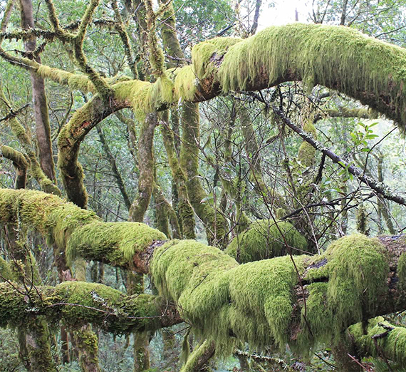 mossy tree limbs 