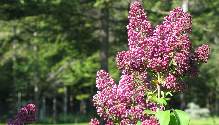 Pink lilacs bloom at Manito Park in the spring.