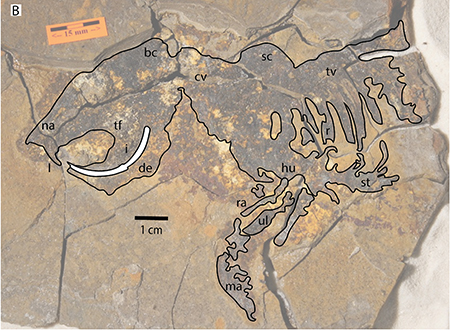 A line drawing showing approximate outline of the skeleton. Illustration by Winifred Kehl.