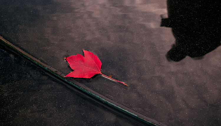 red leaf reflected in water