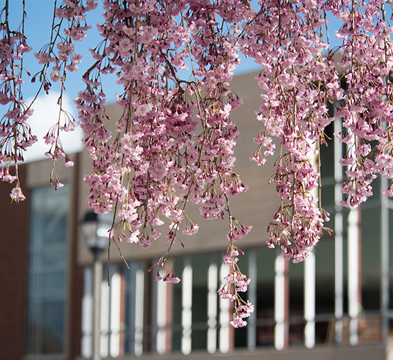 Pink cherry blossoms outside a building on a sunny day.