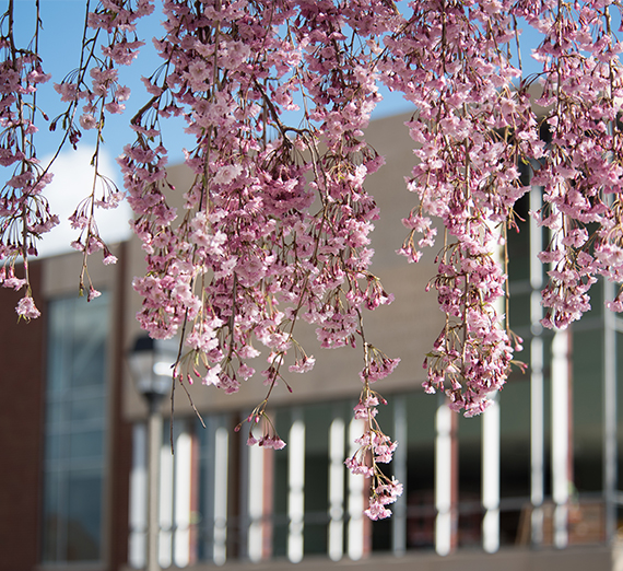 Pink cherry blossoms outside a building on a sunny day. 