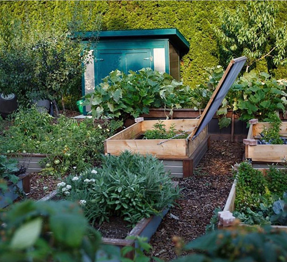 Cabbages and other vegetables growing in the community garden