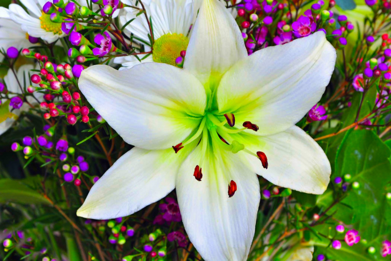 Easter lily in full bloom 