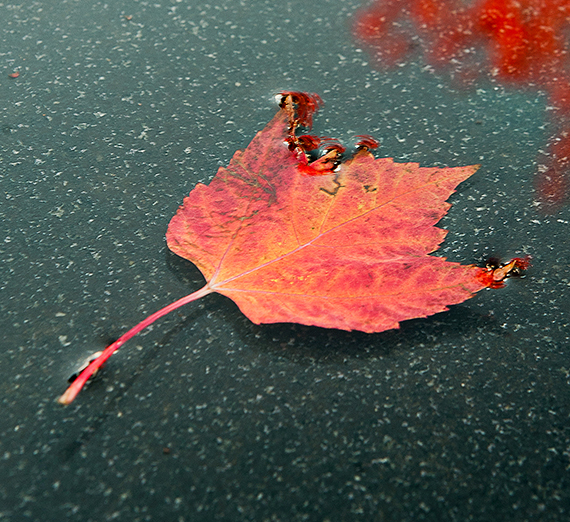 red leaf on water