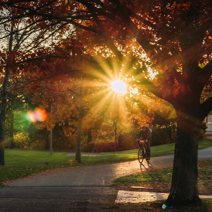 A biker is riding on a path on campus during the fall season. in the right-hand foreground of the photo is a large tree with orange and yellow leaves. The sunshine is shining through the trees and above a bridge in the background.