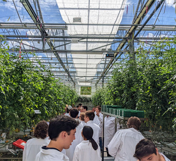 Students in protective clothing inside a greenhouse at Tomatoworld. 
