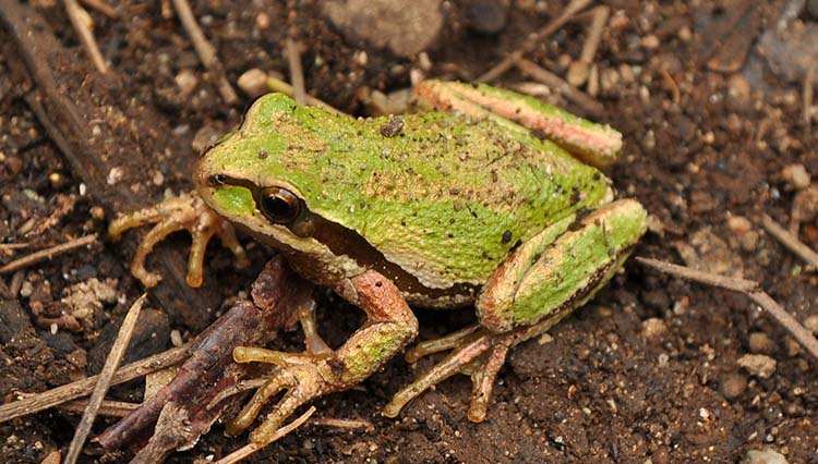 Green frog the ground.