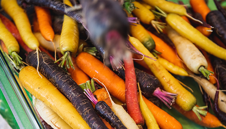 multi-colored carrots in a pile
