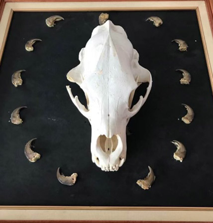 A bear skull and teeth