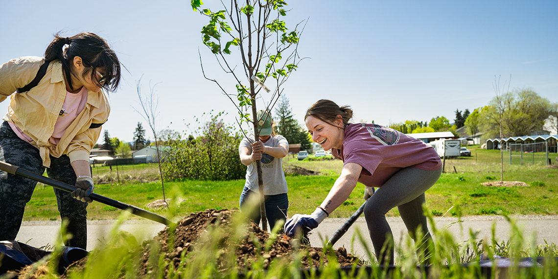 three people work together to stabilize a tree in the ground
