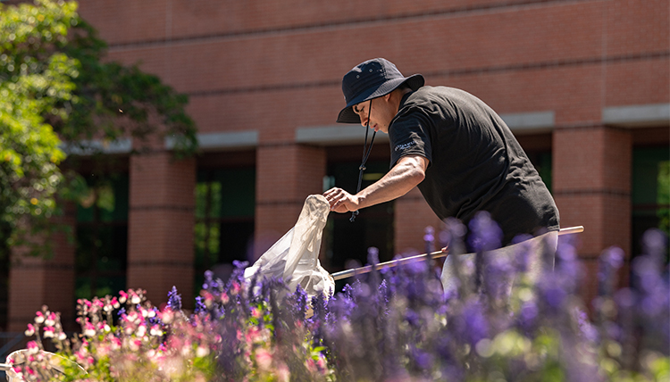 a student looks for pollinators in campus gardens