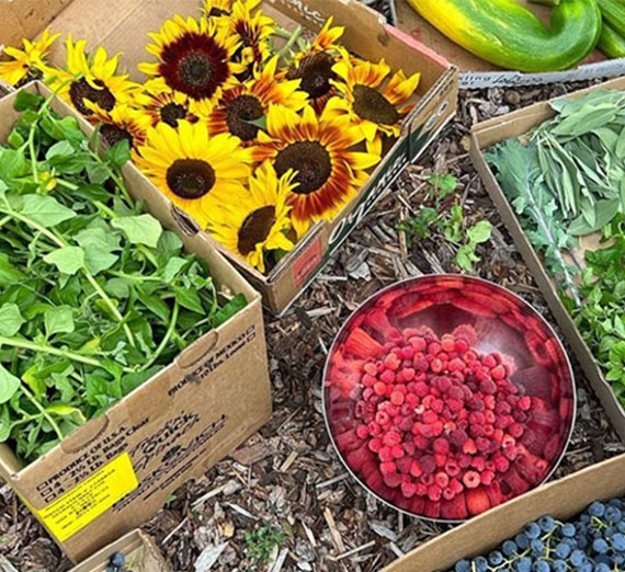 Produce harvested from farmer's market