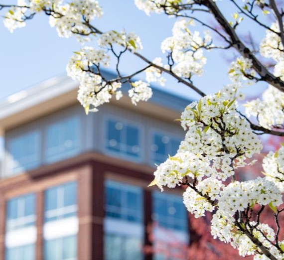 Close-up image of branches with white blossoms with the background being a blurred shot of the Kennedy Apartments building with red brick and  biege trim around the windows.