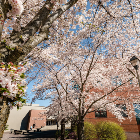 Pictures of trees hanging over a walkway on campus. The trees have pink flowers and a light brown bark. In the background past the trees is the back of Foley Library and the Crosby Building.