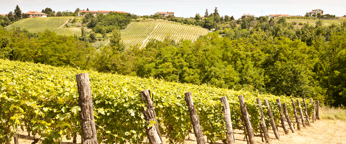 vineyard in italy
