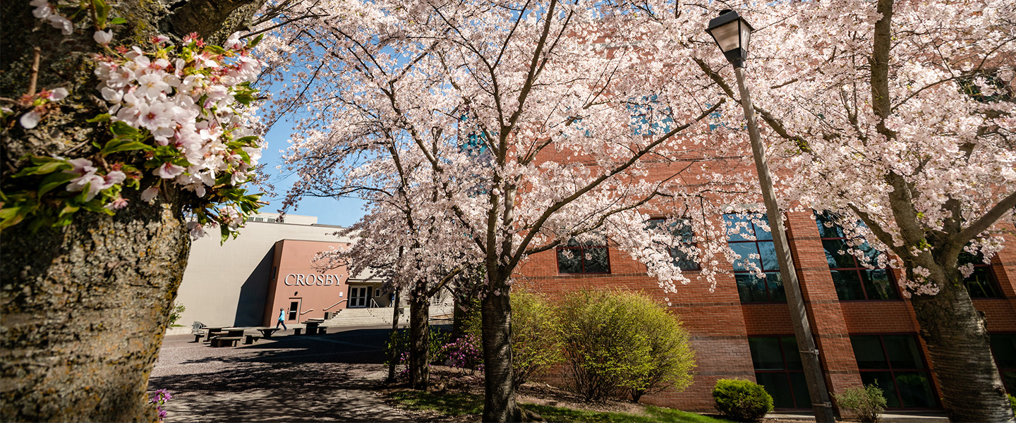 blooming cherry blossoms Crosby and Foley Library buildings