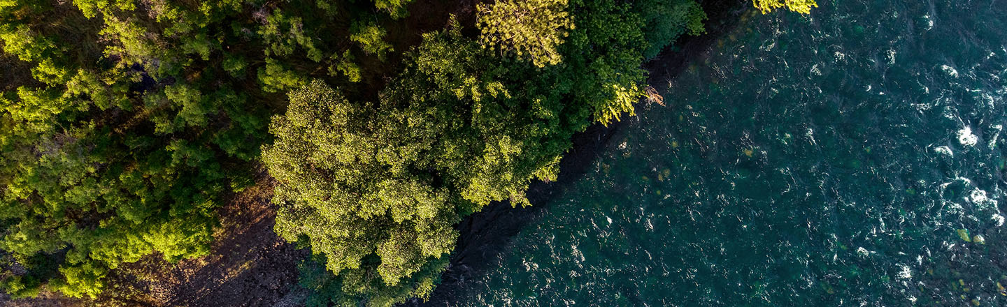 Forest leades to edge of a river